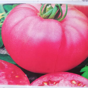 Berner Rose Historische Schweizer Tomatensorte rosa bis pinkfarbene Frucht ca 7 cm groß