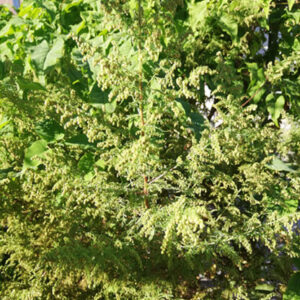 Einjähriger Beifuß - Artemisia annua Pflanze mit winzigen Blüten